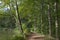 Forest path with beeches in autumn, Lower Saxony, Germany