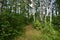 Forest path. Birch grove. Deciduous trees. Green grass. Rowan