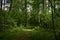 Forest path. Birch grove. Deciduous trees. Green grass. Rowan