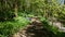 Forest path with bluebells .