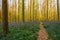 Forest Path in Bluebells Carpet