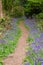 Forest path bordered by Bluebells