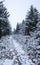 Forest path cover in snow