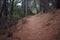 Forest path covered with dried pine needles