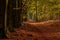 Forest path with cycling family in a colorful autumn forest