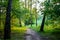 Forest path descends to the field, summer day