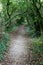 Forest path in Devon
