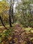 forest path dotted with yellow leaves.