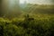 forest path. early morning. forest hiding in the fog