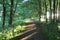 Forest path, early morning, ireland