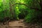 Forest path in Erawan national park