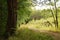 Forest with path, fence and little wooden ladder in shadow during summer sunset in czech tourist area named Kersko in july 2018