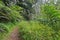 Forest path with ferns Rurutu French Polynesia