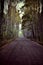 Forest path through the forest Dirt road, tall birch trees white trunks