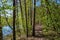 Forest path in the forest near the river. Spring. Morning. Shadows from trees