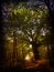 Forest path with giant tree in autumn