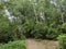 Forest path through a heavily forested area