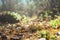 Forest path illuminated by the sun, bottom view. Autumn, fallen leaves, needles