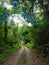 forest path image, wild nature, plants, green, path, sky, peace