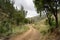 A Forest Path in the Judea Mountains, Israel