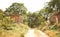 Forest path landscape. Forest dirty road view. Forest pathway landscape. stock photograph image