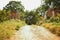 Forest path landscape. Forest dirty road view. Forest pathway landscape. stock photograph image