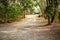 Forest path landscape. Forest dirty road view. Forrest pathway landscape. Forest path landscape