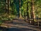 Forest Path Late Afternoon