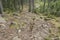 Forest path in Lessachtal in Lungau in Austria