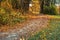 Forest path with many fallen leaves, autumn landscape. Fall in the old park. Walking, mood, nostalgia concept