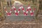 Forest path marked by a steel fence