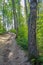 A forest path meandering between the trees, going up the hill