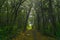 Forest path in mist. Beauty morning sunlight.