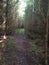 Forest path with moss and fern surrounded by high trees.