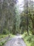 Forest path in  the national park of Borjiomi in Georgia.