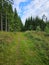 Forest path overgrown with grass. Heather at the edge of the path. Trees and forest