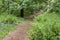 This forest path passes many bluebells, ferns and flowering chestnut trees