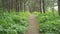 Forest path in pine wood forest in summer