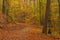 Forest path on a rainy autumn day in the Tricity Landscape Park, Gdansk, Poland