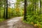 Forest Path on a Rainy Day