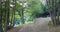 Forest path in Rhineland Palatinate on the eastern edge of the Palatinate Forest