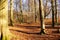 Forest path in the Sababurg primeval forest with numerous beeches and oaks