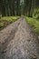 Forest path spruce forest