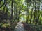 Forest path in summer