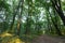 Forest Path Summer Forest with Green Leafs Pathway through the Summer forest Trees Woods. Sunlight In Forest. Summer Nature. Envi