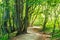 Forest Path Sunlight Scene. Deep Forest Hiking Trail. Forest Trail Landscape. Forest Trail Sunlight View