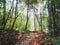 Forest path in sunny day