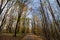 Forest path, surrounded by broad leaved trees in their yellow fall autumn colors, in the Fruska Gora Woods, a park in Voivodina