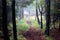 Forest path surrounded with conifer trees