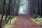 Forest path surrounded with oaks trees